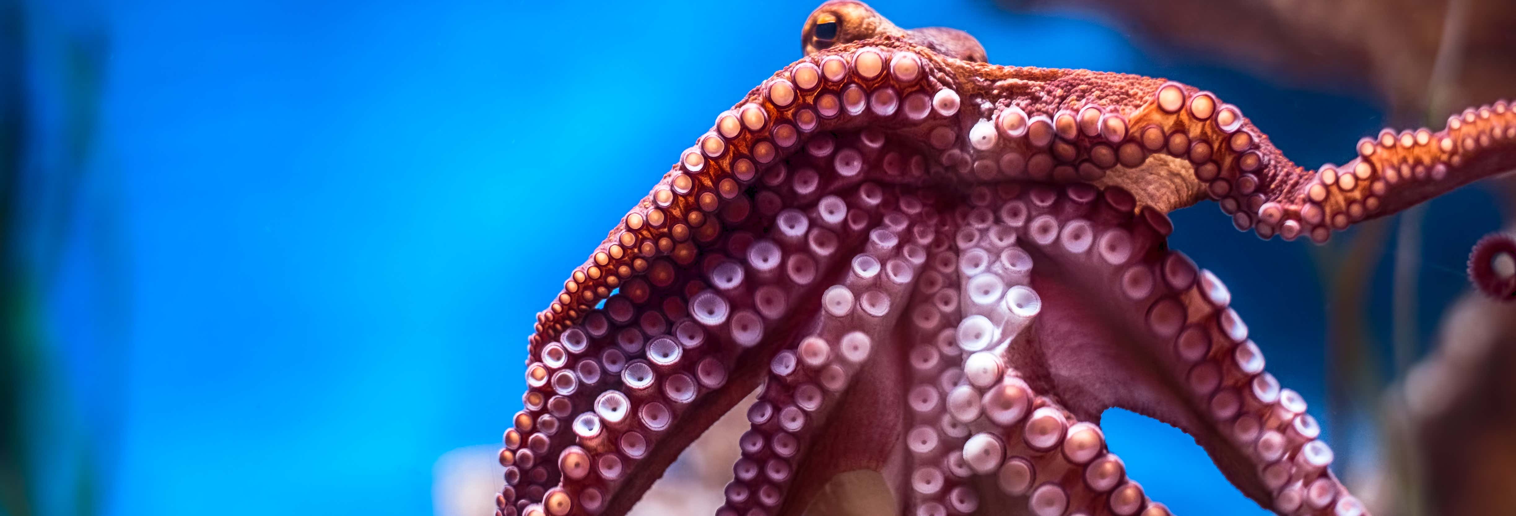 Biglietti per l'Acquario Nazionale di Malta