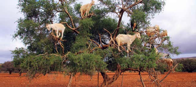Escursione per vedere le capre sugli alberi di argan