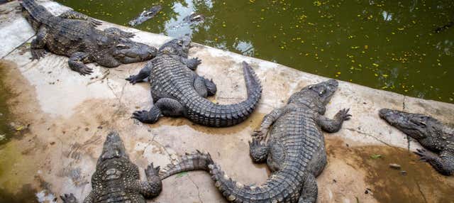 Escursione a Crocoparc