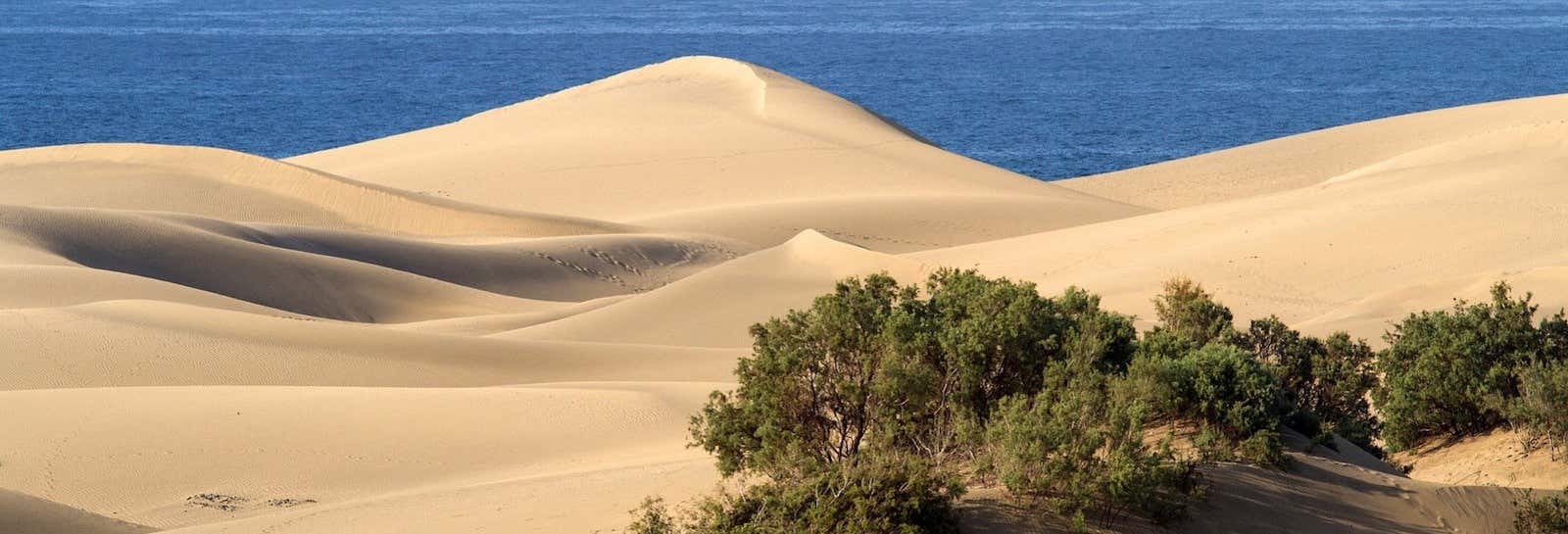 Escursione a Tiznit + Desert Safari