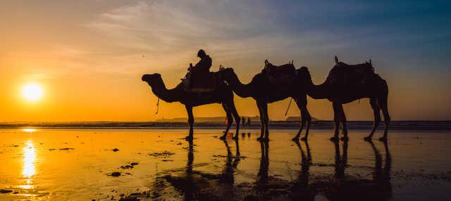 Giro in cammello al tramonto con cena