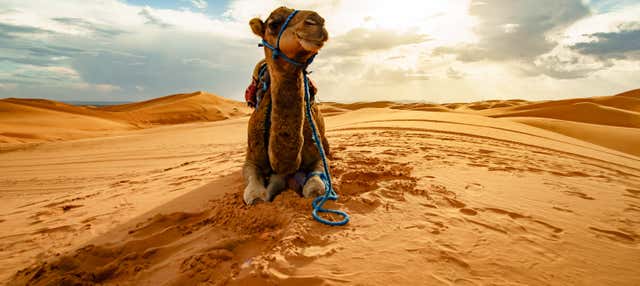 Giro in cammello a Dakhla