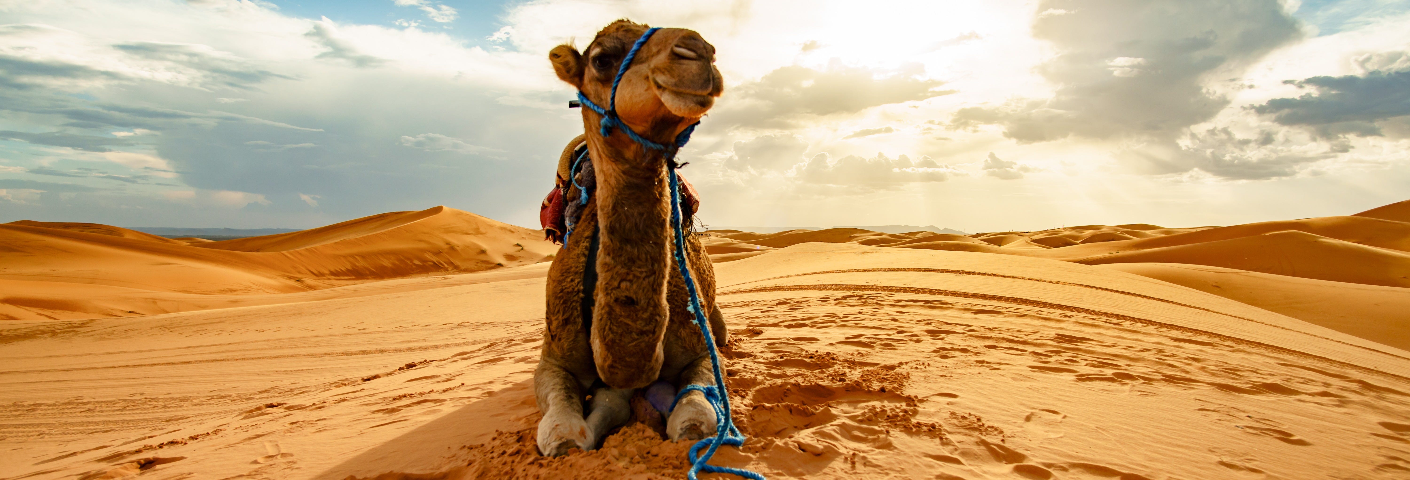 Dakla Camel Ride Experience