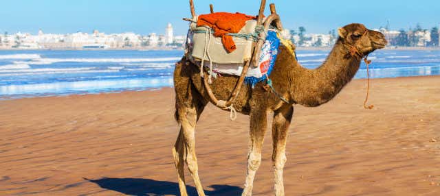 Tour in quad e giro in cammello a Essaouira