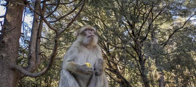 Escursione privata a Sefrou, Bhalil, Ifrane e Azrou