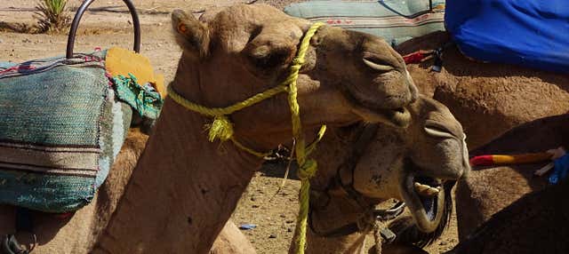 Giro in cammello nel Palmeto
