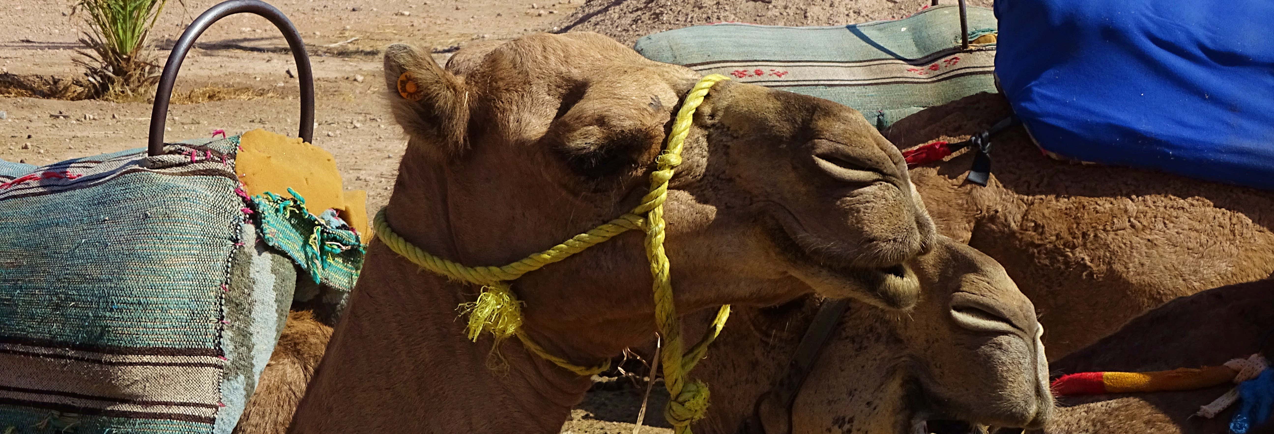 Marrakech Palm Grove Camel Ride