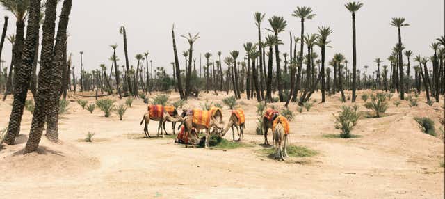 Tour in quad, passeggiata in cammello e bagno in un hammam
