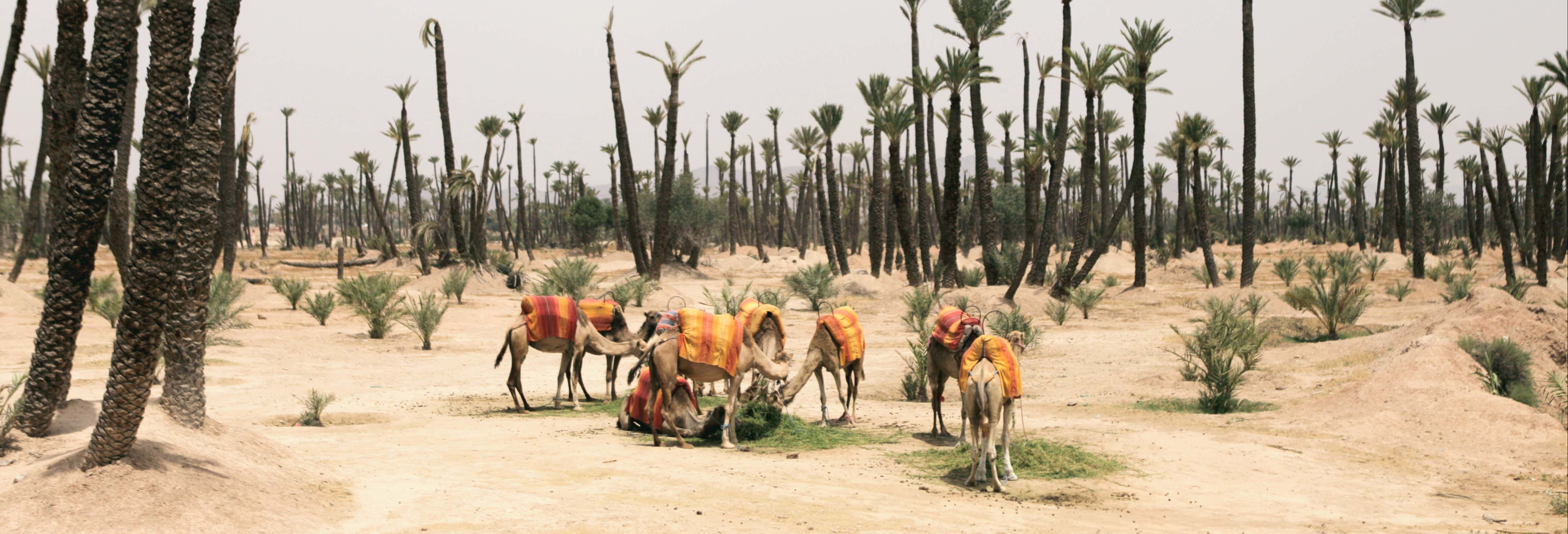 Tour in quad, passeggiata in cammello e bagno in un hammam
