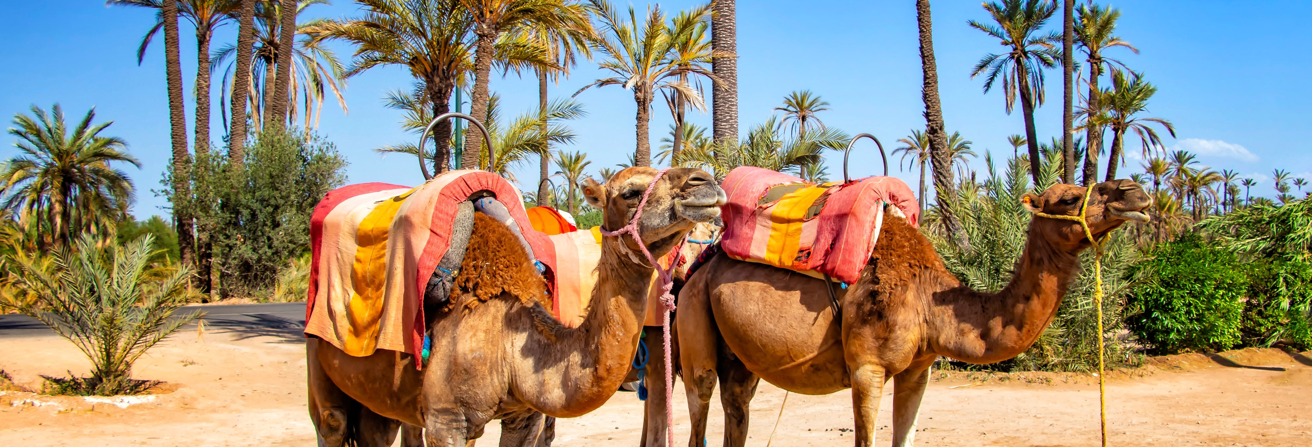 Oferta: Tour de quadriciclo + Passeio de camelo