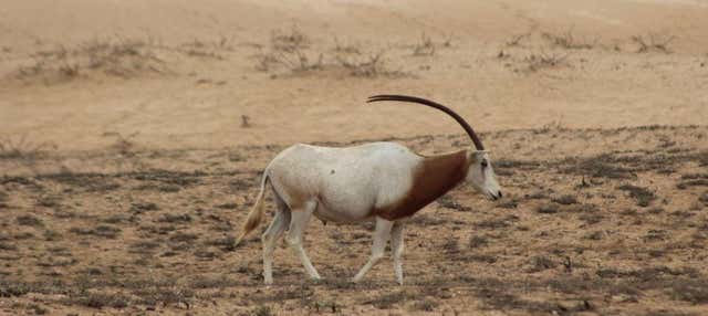 Escursione al Parco nazionale di Souss-Massa