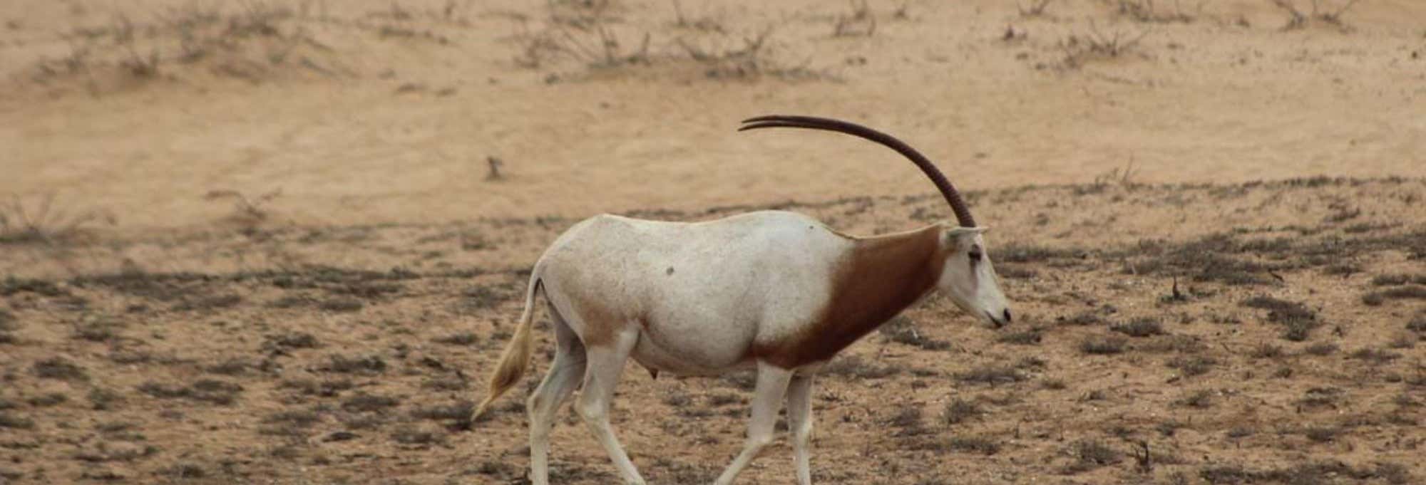 Escursione al Parco nazionale di Souss-Massa