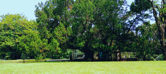 Tour privado del té por Isla Mauricio