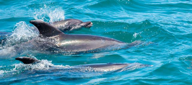 Bagno con i delfini a Black River
