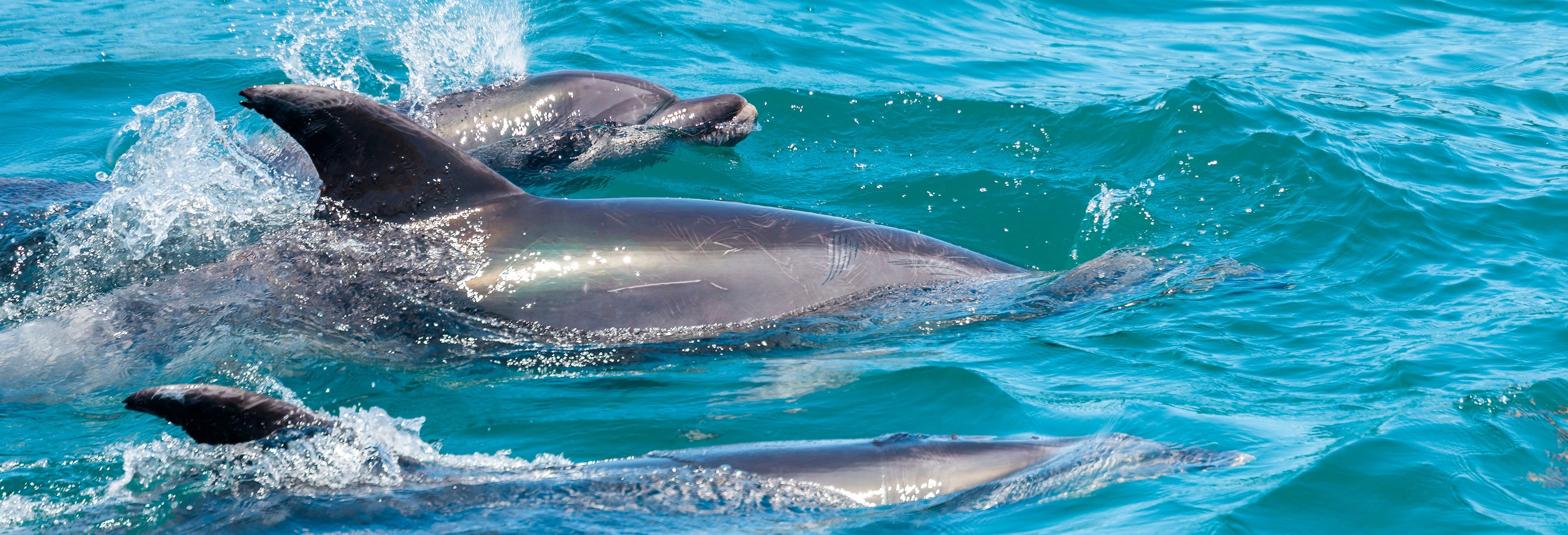 Swimming with Dolphins Tour