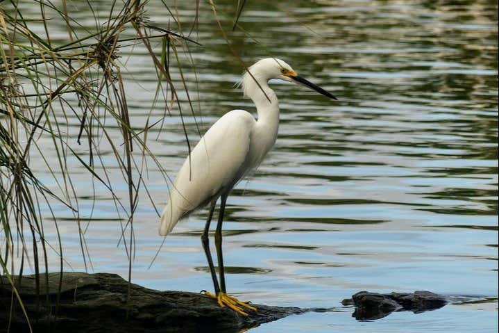 Excursión a la laguna de Tres Palos + Santuario de cocodrilos