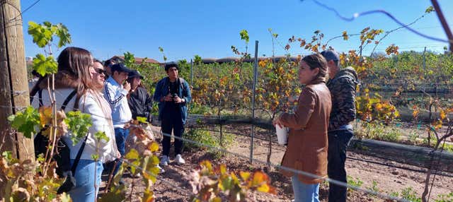Tour privato delle cantine di Aguascalientes