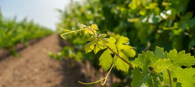 Tour dei vigneti di Aguascalientes