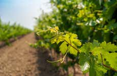 Aguascalientes Vineyards Tour