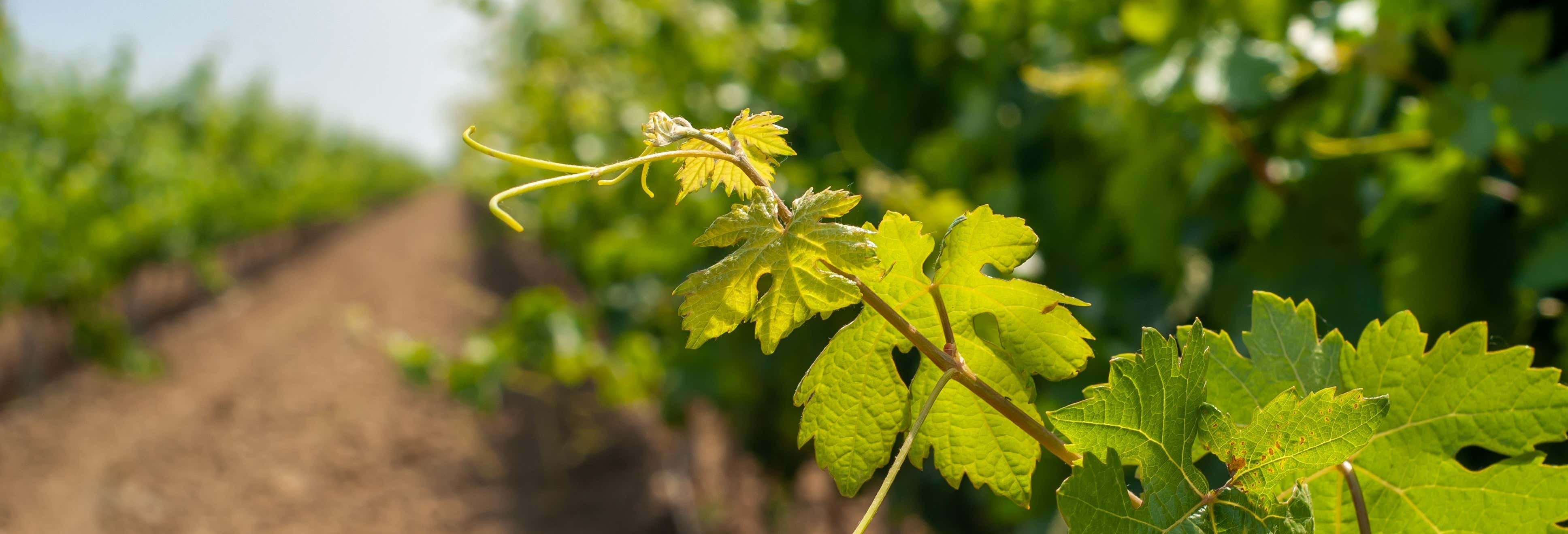 Aguascalientes Vineyards Tour