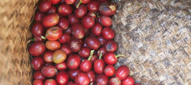 Tour del caffè a Coatepec