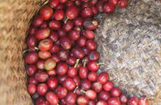 Tour del café por Coatepec