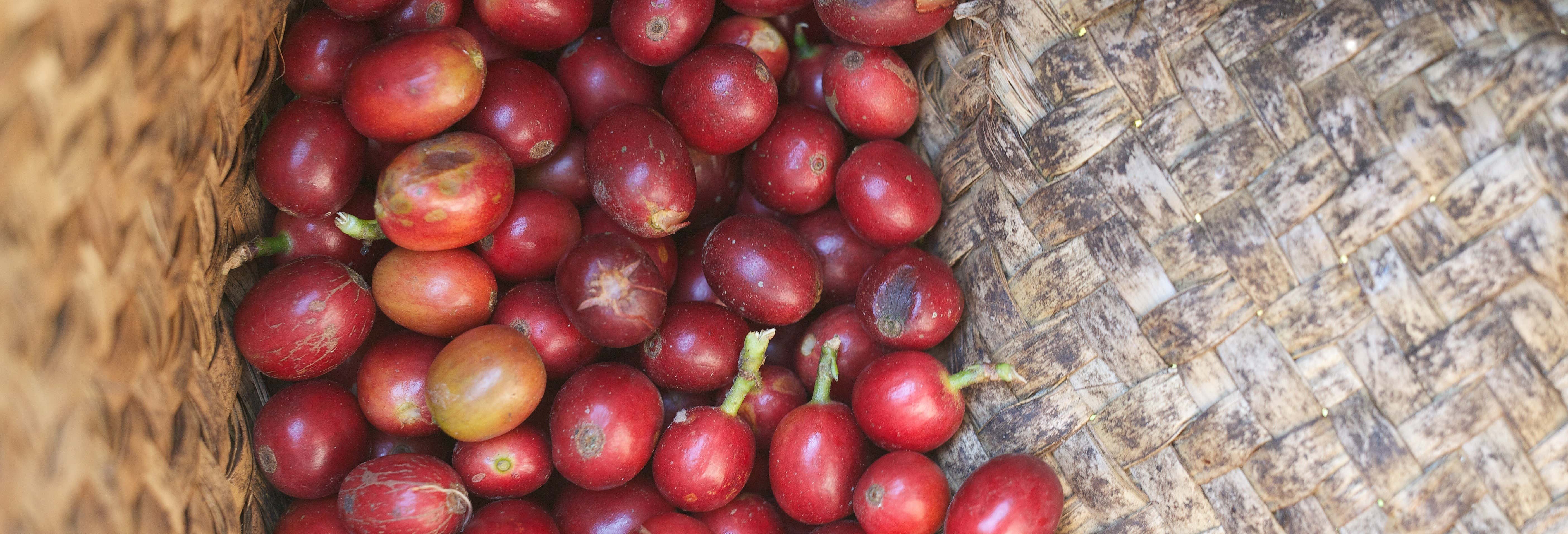 Coffee Tour of Coatepec