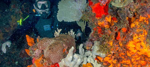 Buceo nocturno en Cancún
