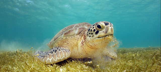 Excursión a la bahía de Akumal + Cenote Jaguar