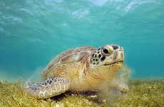 Excursión a la bahía de Akumal + Cenote Jaguar