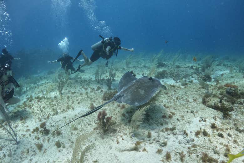 Imagen de Curso de buceo PADI Master Open Water en Cancún