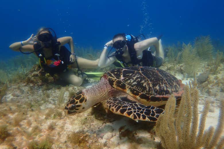 Buceo en el MUSA