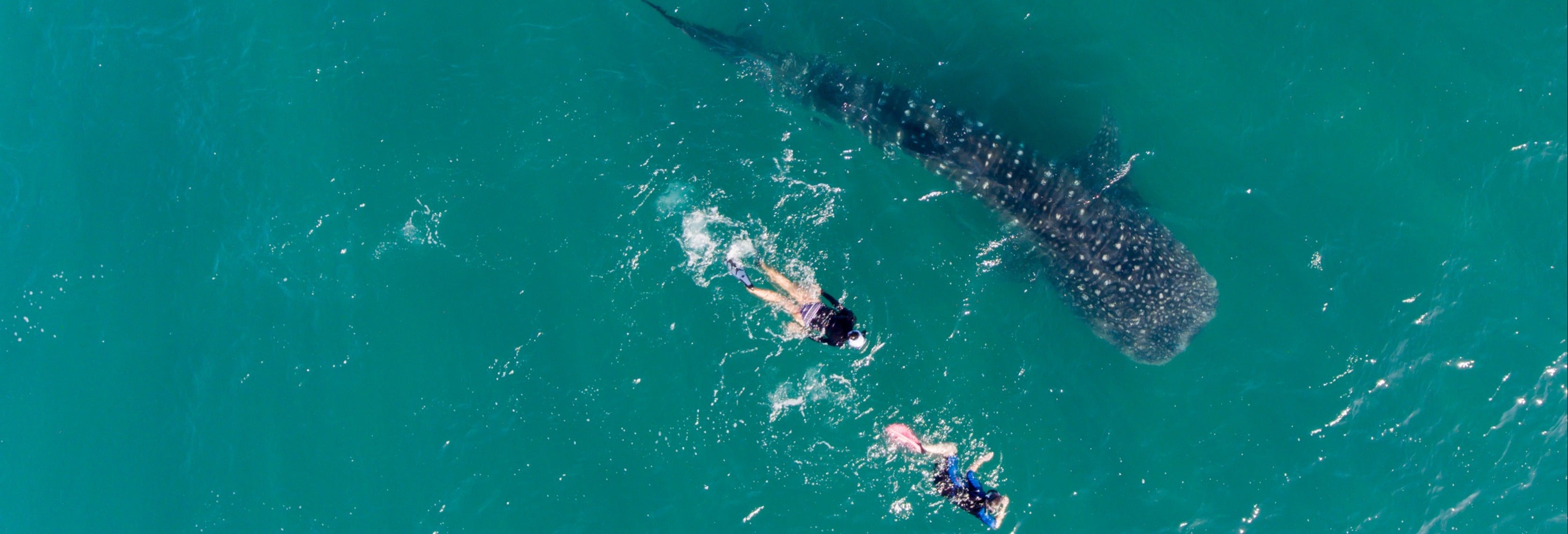 Nadar com tubarões-baleia
