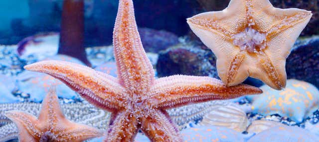 Billet pour l'aquarium Inbursa