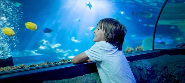 Entrada al Acuario Inbursa + Transporte