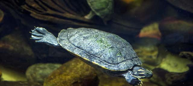 Billet pour l'aquarium Michin de Mexico
