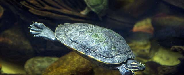 Entradas al Acuario Michin Ciudad de México