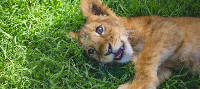 Escursione a Mundo Fútbol e Tuzoofari