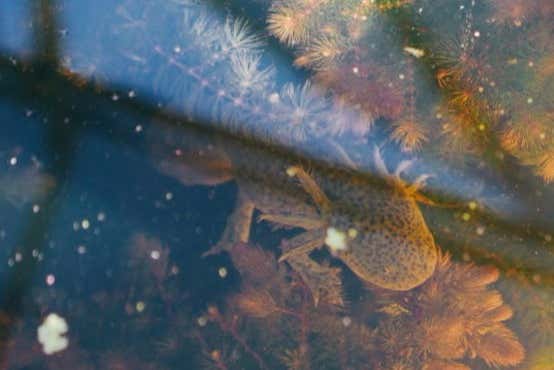 Imagen de Tour por Xochimilco + Paseo en canoa prehispánica