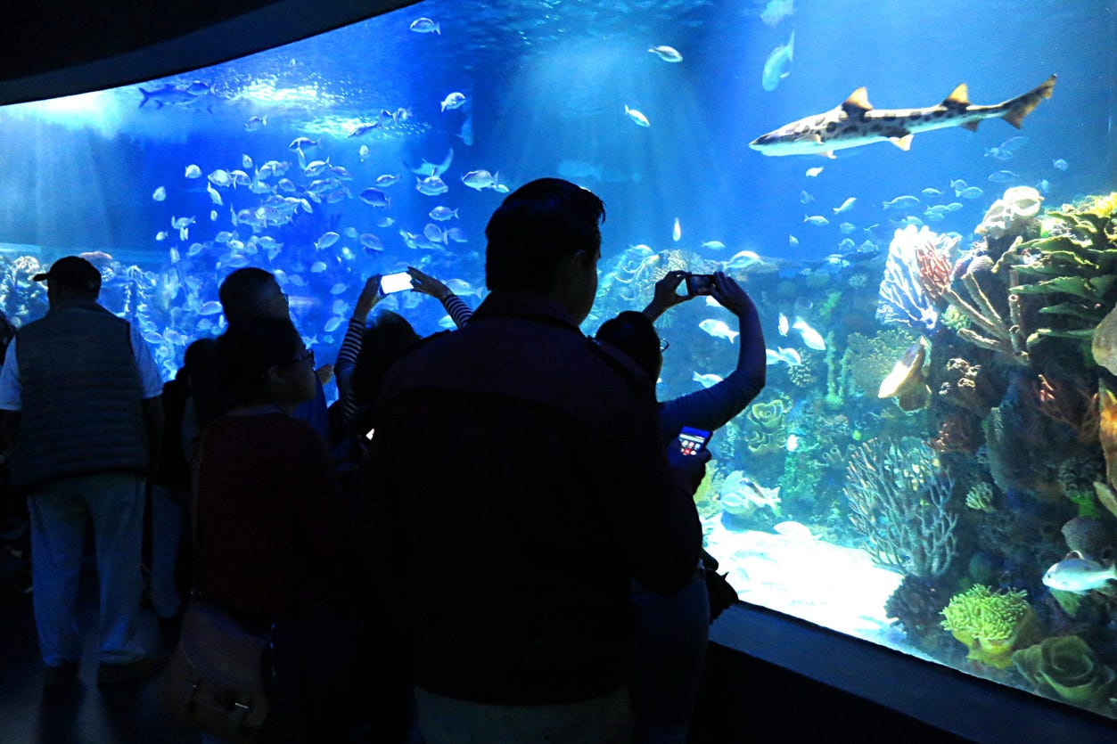 Entrada al Acuario Inbursa