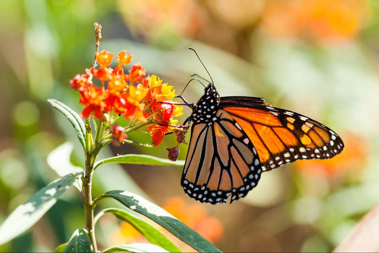 Excursión al Valle de Bravo y santuario de mariposas monarca