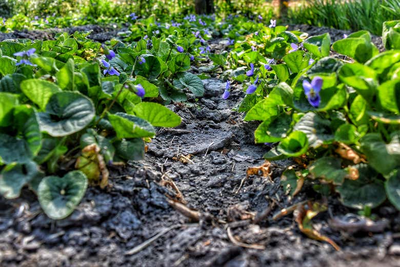 Imagen de Tour por Xochimilco + Paseo en canoa prehispánica