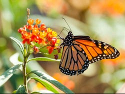 Excursión al Valle de Bravo y santuario de mariposas monarca