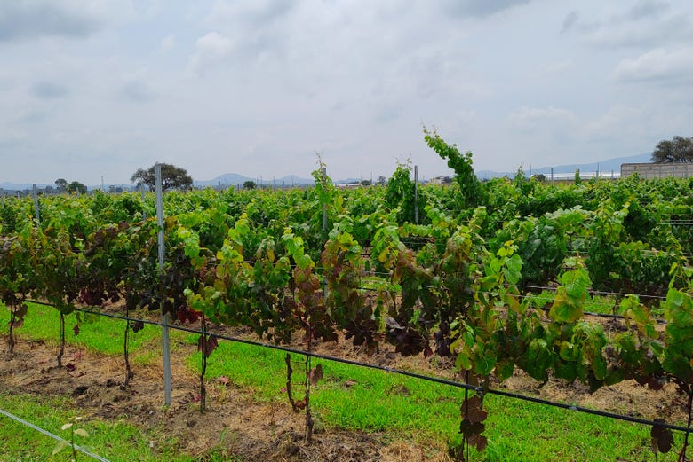 Degustación de vinos en la bodega Freixenet + Cata de quesos en Cava Bocanegra