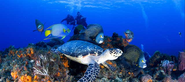Immersione per principianti a Cozumel