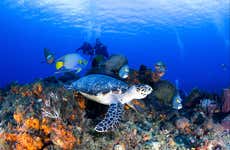 Scuba Diving in Cozumel