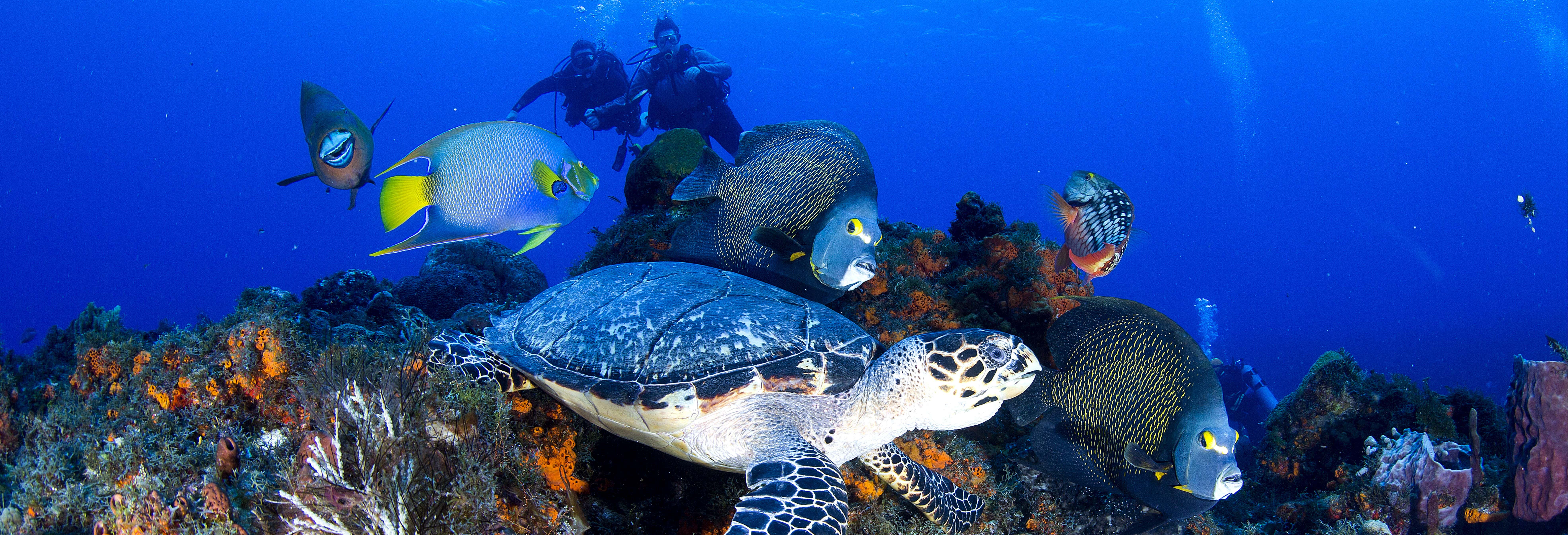 Immersione per principianti a Cozumel
