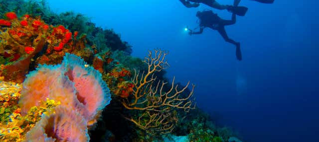 Immersione serale a Cozumel