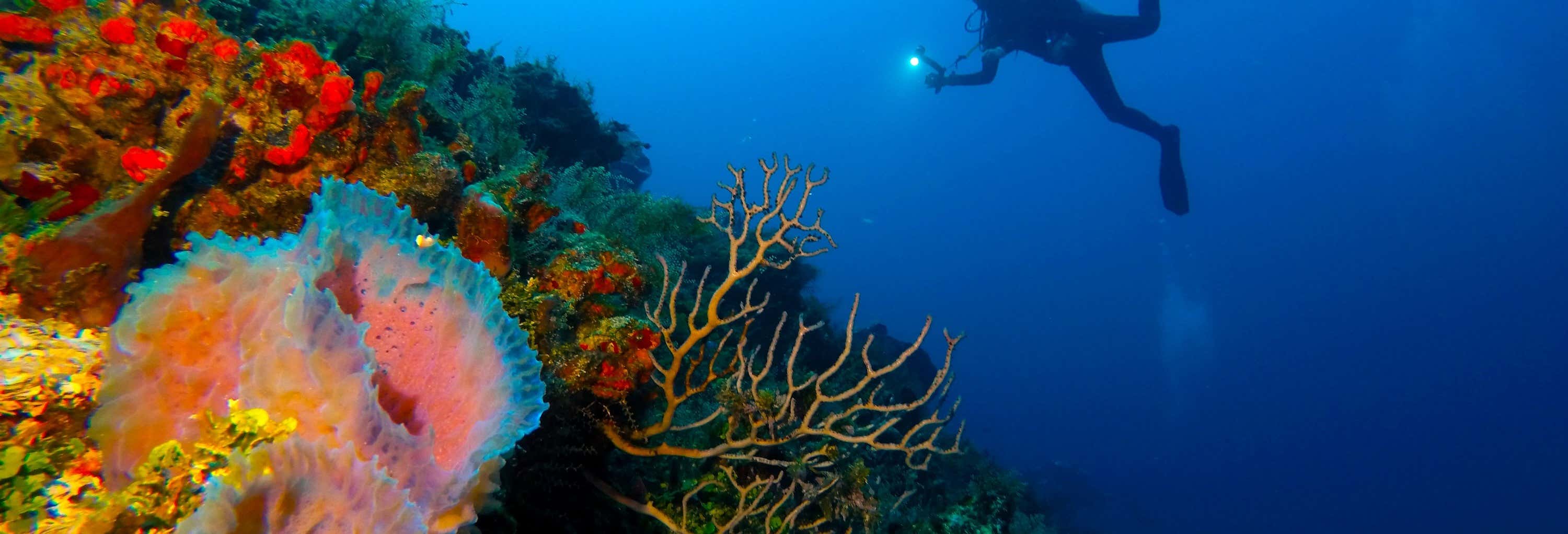 Immersione serale a Cozumel