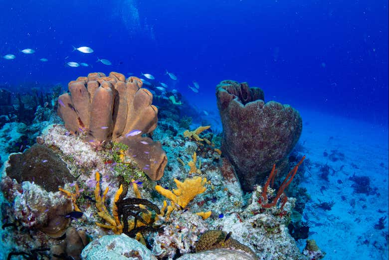 Contemplez les récifs coralliens de Cozumel - Contemplez les récifs coralliens de Cozumel